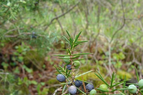 a close up of a plant with berries on it at Holiday House Ida in Marezige