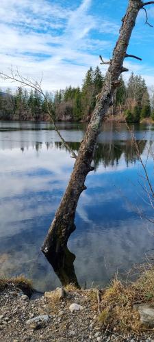 a tree sticking out of a body of water at Boutique Hotel Angerer in Murnau am Staffelsee