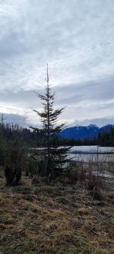 a pine tree in a field next to a lake at Boutique Hotel Angerer in Murnau am Staffelsee