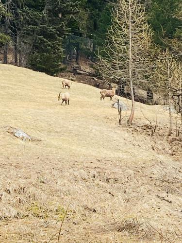 Animaux dans l'appartement ou à proximité