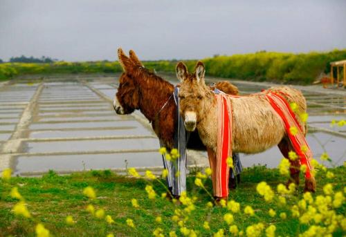 two donkeys are standing in a field next to a runway at VILLA DEL RE 7 dans Résidence avec piscine in La Flotte