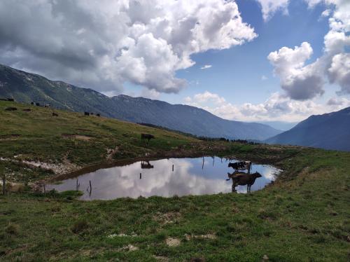 a group of cows standing in a field next to a pond at Casa vacanza azzurra Lavarone in Lavarone