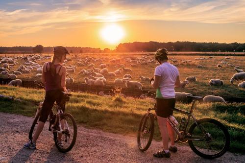 two people on bikes looking at a herd of sheep at Schitterend 4 persoons Tinyhouse met HOTTUB aan de bossen in Putten 4-16 in Putten