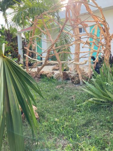 un jardin avec des palmiers et une maison dans l'établissement GREEN PARADISE LEONA VICARIO, à Leona Vicario