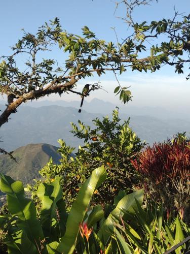 um pássaro empoleirado num galho de árvore com vista em Finca Emilio em Fredonia