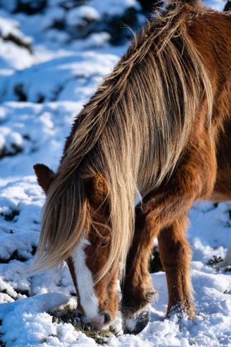 a horse with long hair standing in the snow at Uwch-Y-Mor in Llanfairfechan