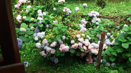 a garden filled with pink and purple flowers at Gasthaus Maria in Borlova