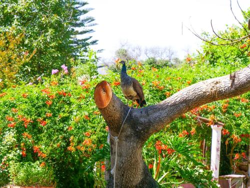 a peacock sitting on top of a tree branch at Alojamiento Rural Casa Quinta Peumayen in Isla de Maipo