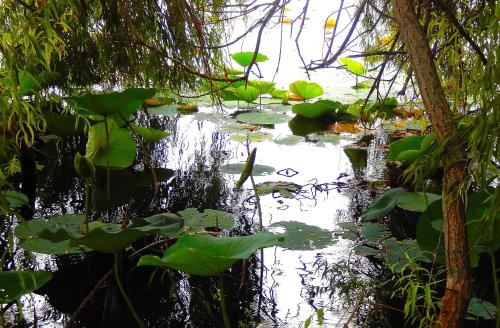 a pond filled with lots of lily pads at B&B Le Lune in Roppolo