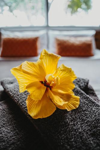 a yellow flower sitting on top of a black towel at Tatahi Cove Back Packer in Hahei