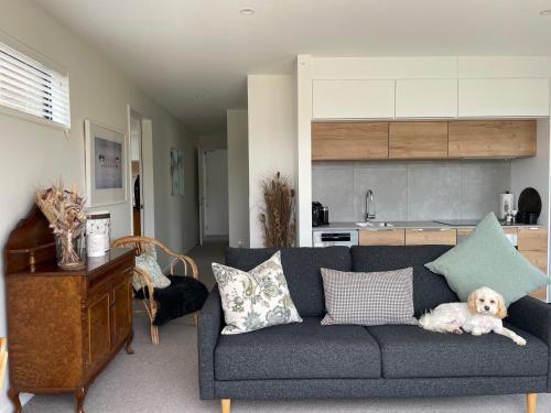 a dog laying on a couch in a living room at Lake Views - new apartment with room to relax in Wanaka