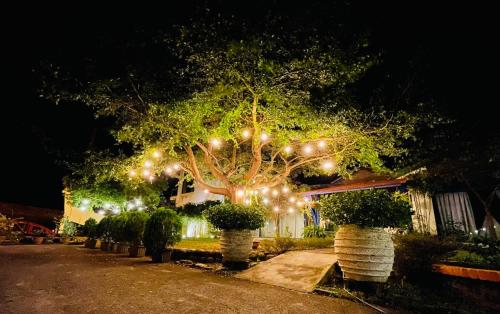 a tree with lights on it in front of a house at Follow Me designed B&B in Dongshan