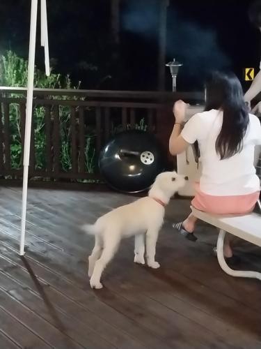 Haiwan peliharaan atau haiwan-haiwan peliharaan yang menginap dengan tetamu di Fermata Pension