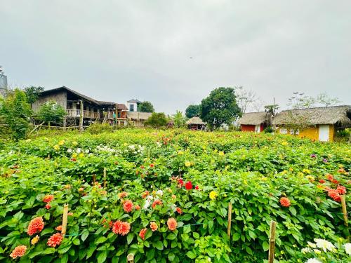 a field of flowers with houses in the background at Luong Son Homestay Ecolodge in Cao Bằng