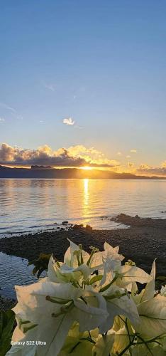 a group of white flowers on the shore of a body of water at Chue&larry's Beachside Homestay in Libagon