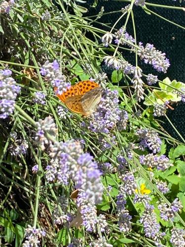 a butterfly is sitting on some purple flowers at CIELO E TERRA Chalet Zencheri con vista panoramica in Piazza