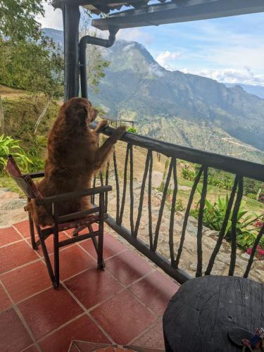a monkey sitting on a chair on a balcony at Cabañas Cañon Del Chicamocha in Aratoca