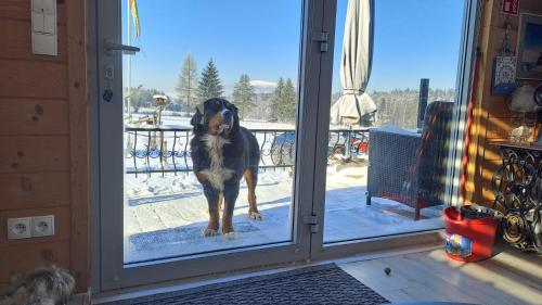 a dog standing in front of a glass door at Agroturystyka na Słonecznej Orawie u Dzikich in Jabłonka