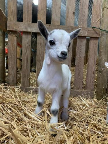 Photo de la galerie de l'établissement Maisonnette en clairière de forêt, à Gambais