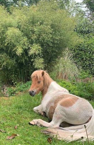 Photo de la galerie de l'établissement Maisonnette en clairière de forêt, à Gambais
