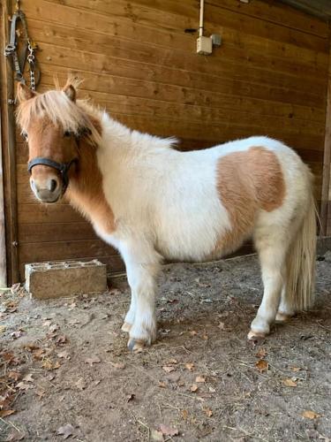 Photo de la galerie de l'établissement Maisonnette en clairière de forêt, à Gambais
