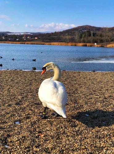 a swan standing on the shore of a lake at Garni hotel Oblačinsko jezero in Oblačina