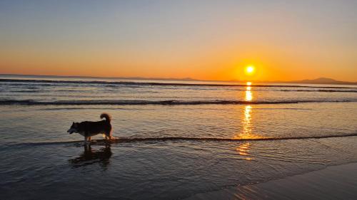 a dog standing on the beach at sunset at Y Branwen Restaurant & Rooms - Adult Only and Dog Friendly in Harlech