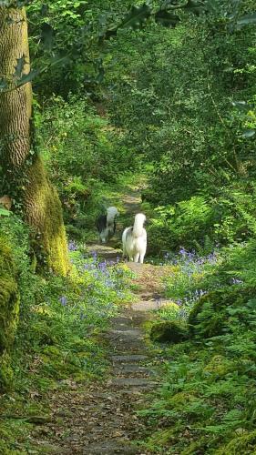 two stuffed animals walking down a dirt road at Y Branwen Restaurant & Rooms - Adult Only and Dog Friendly in Harlech