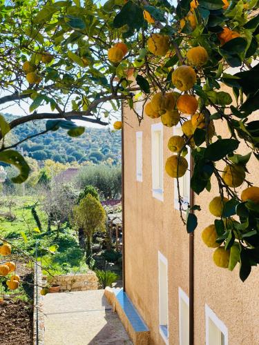 an orange tree next to a building with a view at La Locanda del Curato Rooms in Lentiscosa