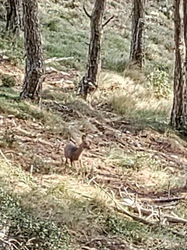 an animal standing on a hill in a forest at Cal Vientos in Paúls