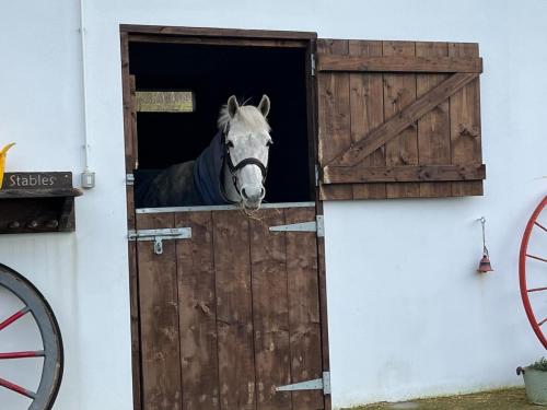un caballo asomando la cabeza por una puerta de un granero en Toddys Hideaway, en Cavan