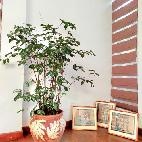 a large potted plant sitting next to framed pictures at The Paddy in Kottawa