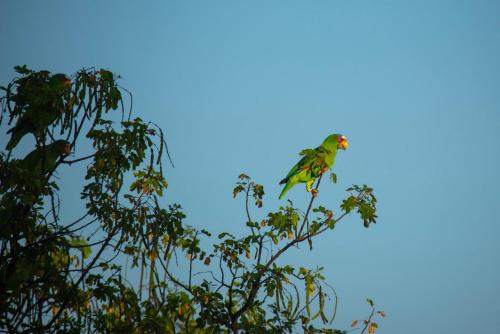 a bird perched on top of a tree at Nicoya Silvestre in Lepanto