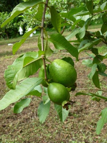 a bunch of green fruit on a tree at Jardines del Golfo in Lepanto