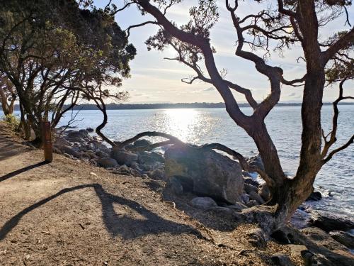 a tree on the shore of a body of water at Omanu Cottage in Mount Maunganui