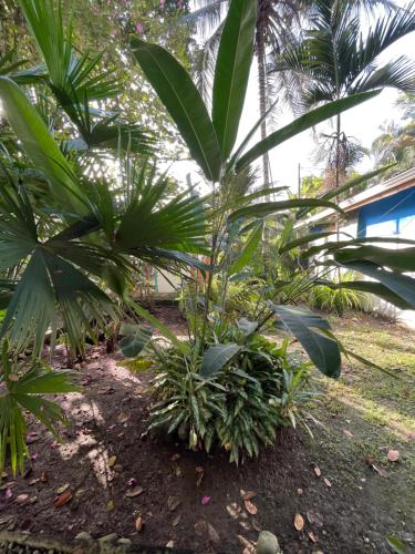 a group of palm trees in a yard at Hotel Exotic Lodge in Puerto Viejo