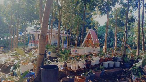 a group of potted plants in front of a house at Camp Asgard by Camiguin Viajeros House Rentals in Catarman