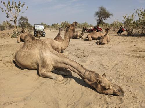 a camel laying in the sand in the desert at Sonal Desert Camp Jaisalmer in Kūri