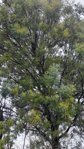 Un árbol grande con hojas verdes. en gogi, en Tskaltubo