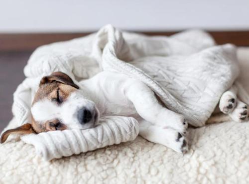 a dog laying on a bed under a blanket at The Briarcroft in Goole