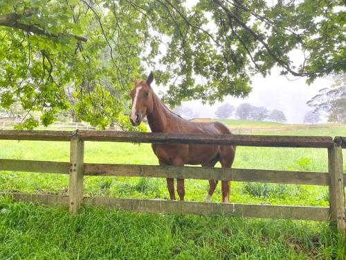 a brown horse standing next to a wooden fence at Entire Bowral Acreage in Bowral