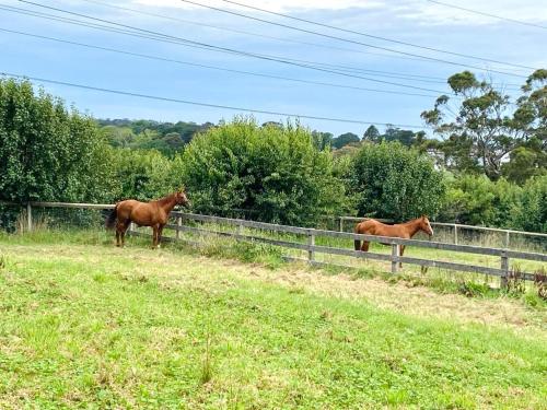 two horses standing in a field next to a fence at Entire Bowral Acreage in Bowral