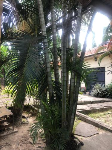 a palm tree in front of a building at Tatys homestay in Dar es Salaam