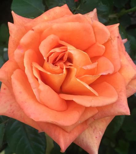 a close up of a peach colored rose at Wilsmann Apartmentvermietung in Hövelhof