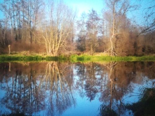 odbicie drzew w wodzie jeziora w obiekcie Jižní Čechy w mieście Soběslav