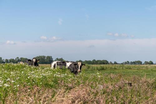 un grupo de vacas pastando en un campo de hierba en Friesenhof Janssen - Urlaub auf dem Bauernhof, en Neuharlingersiel