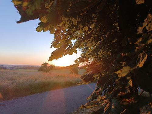a sunset over a field with a tree and a road at Bio Kinder Erlebnis Bauernhof Voit in Söchtenau