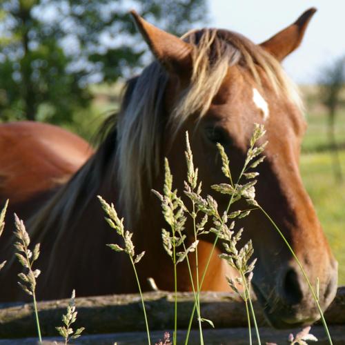 a brown horse is standing next to a fence at Agroturystyka u Janeckich in Czarny Młyn