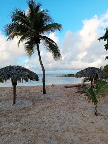 two palm trees on a sandy beach with the ocean at La Suite Serendipity piscine et plage in Saint-François
