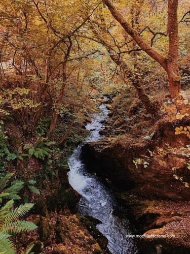 a stream in the middle of a forest with trees at Casa María VUT 5614 AS in Villaviciosa